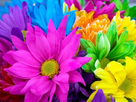 colorfulflowers.jpg